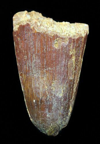 Cretaceous Fossil Crocodile Tooth - Morocco #50249